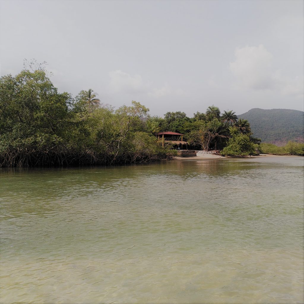 Fluss mit Mangroven